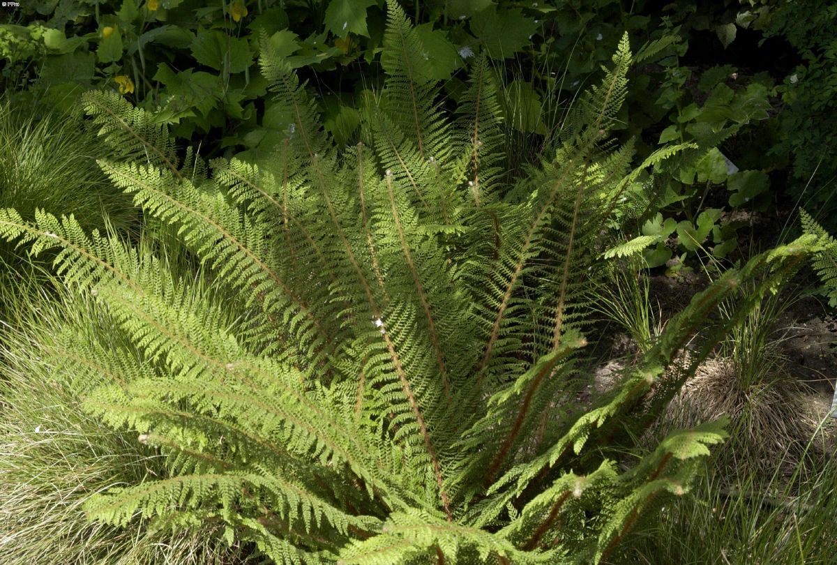 Schmaler Schildfarn Proliferum Schmaler Schildfarn Proliferum