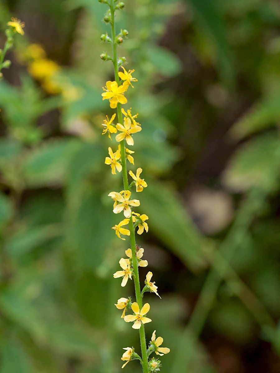 Kleiner Odermennig Kleiner Odermennig