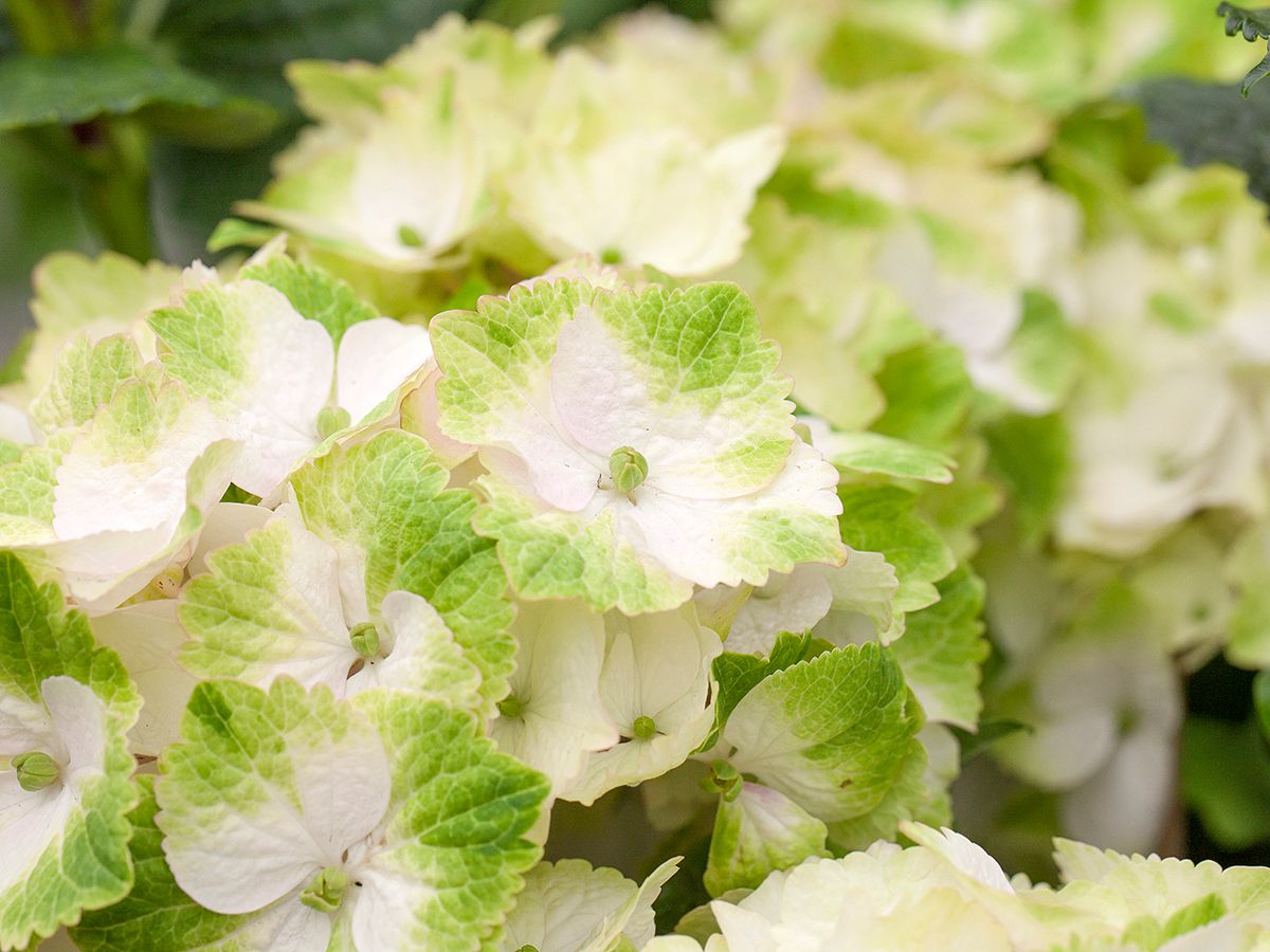 Gartenhortensie Magical Noblesse® Gartenhortensie Magical Noblesse®