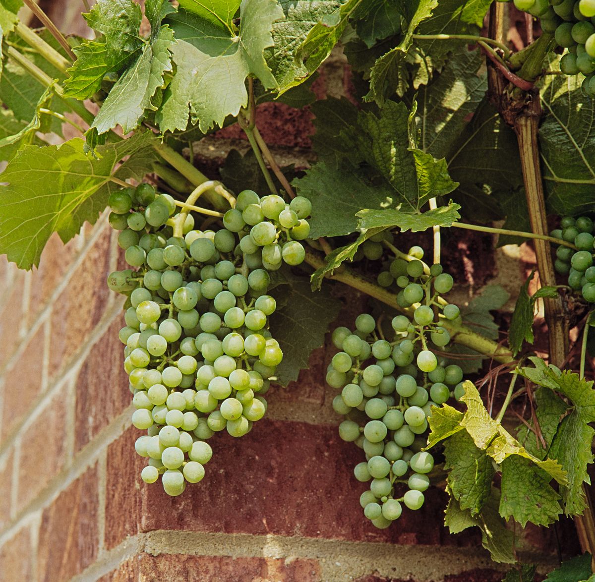 Riesling x Sylvaner Edelrebe