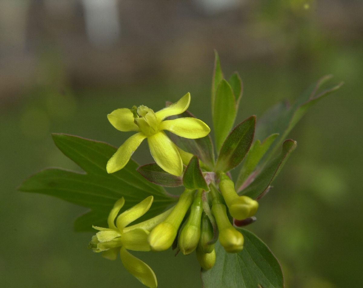 Goldjohannisbeere Goldjohannisbeere