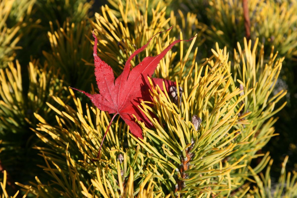 Goldlegföhre Winter Gold Goldlegföhre Winter Gold