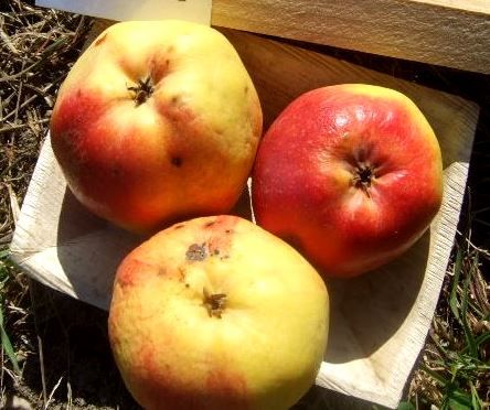 Wehntaler Hagapfel