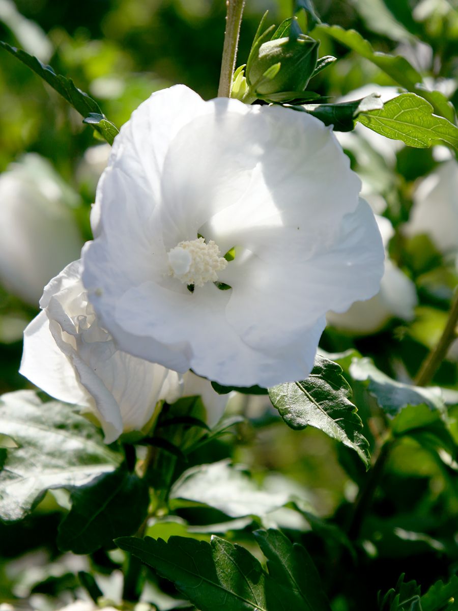 Hibiskus William R. Smith Hibiskus William R. Smith