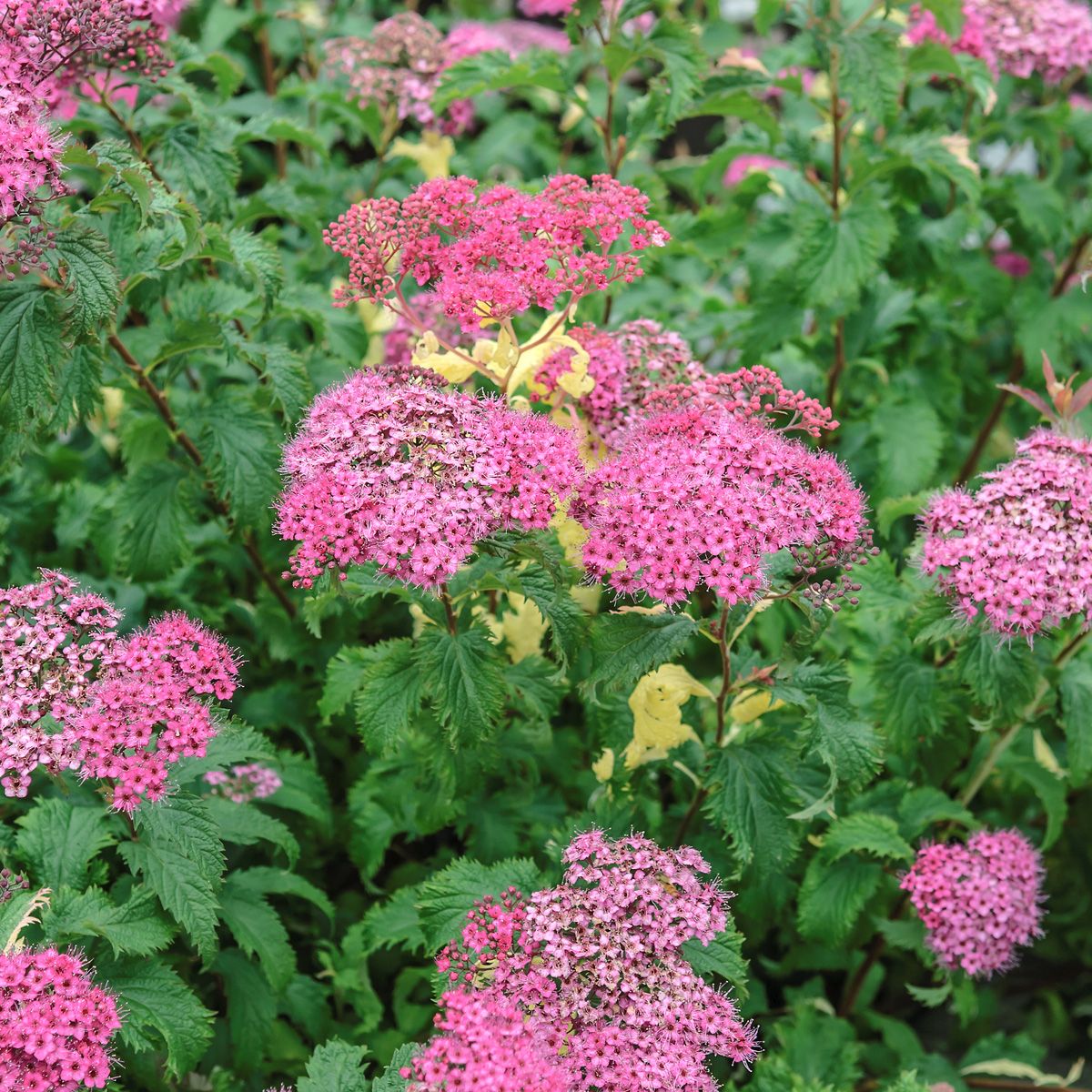 Blütensommer Gefässe