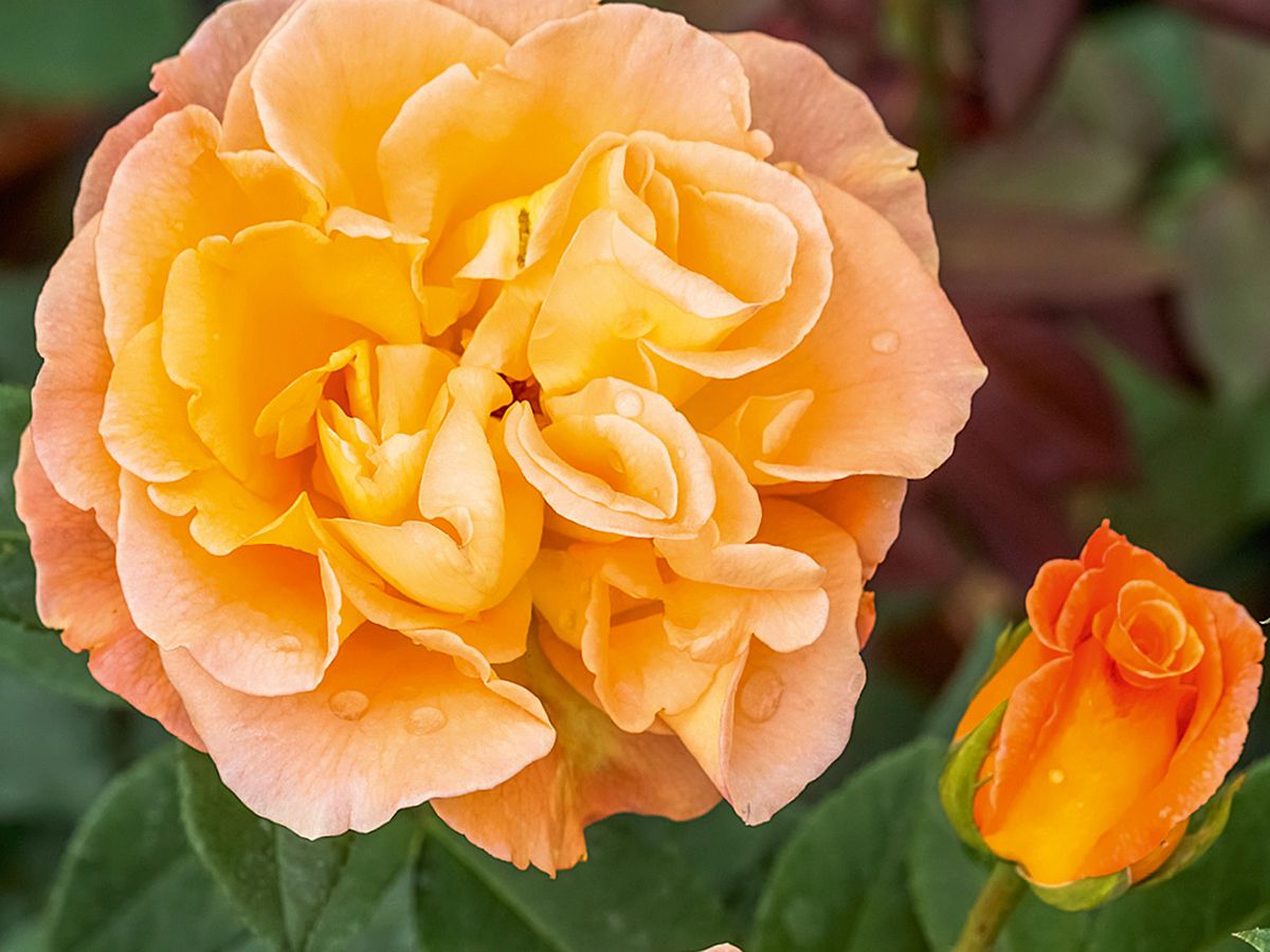 Whisky® Edelrose (Teehybride, starker Duft)