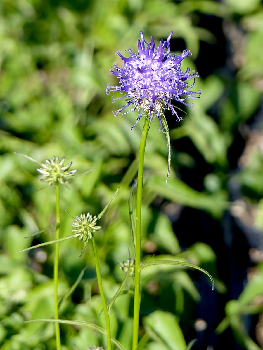 Teufelskralle