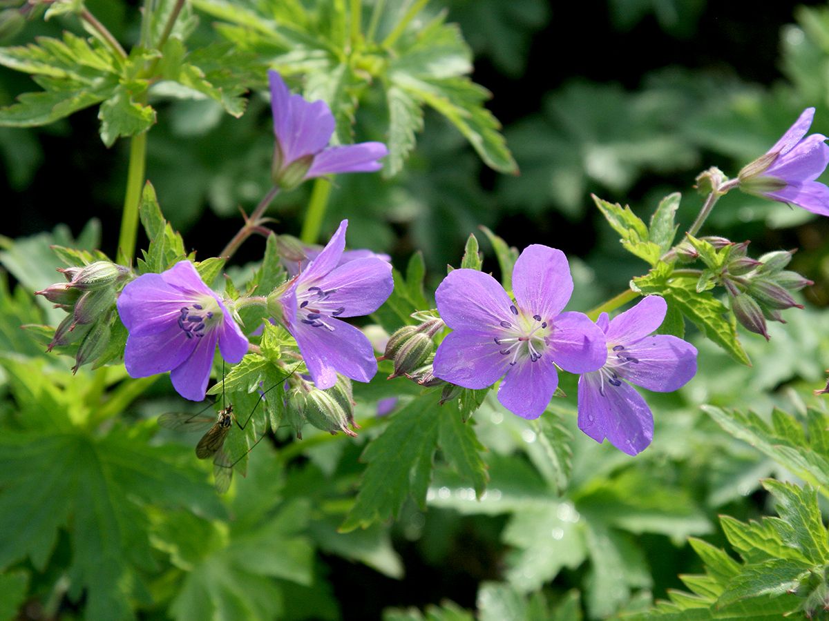 Waldstorchschnabel Mayflower