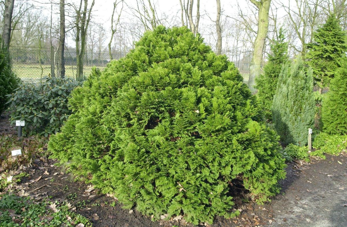 Kugelscheinzypresse Minima Glauca Kugelscheinzypresse Minima Glauca