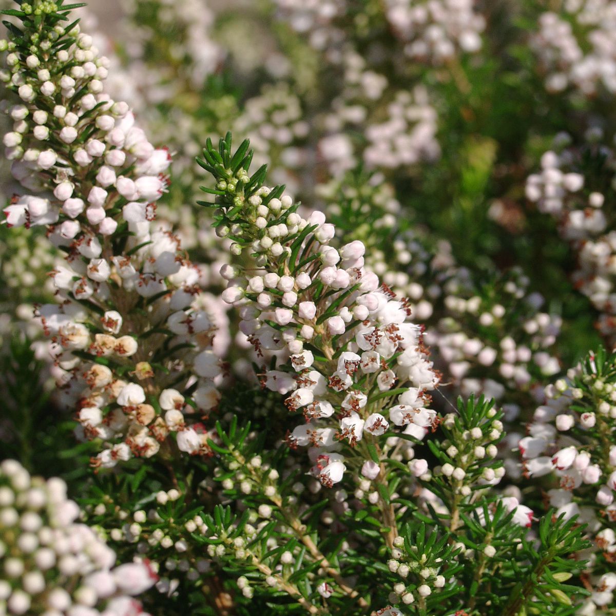 Cornwallheide Lyonesse Cornwallheide Lyonesse