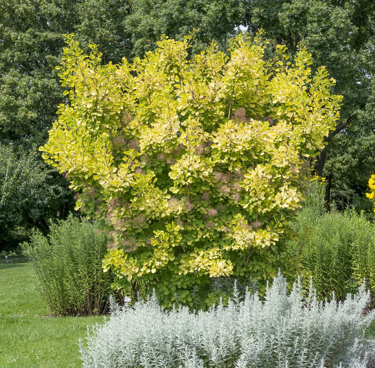 Gelbblättriger Perückenstrauch Golden Spirit