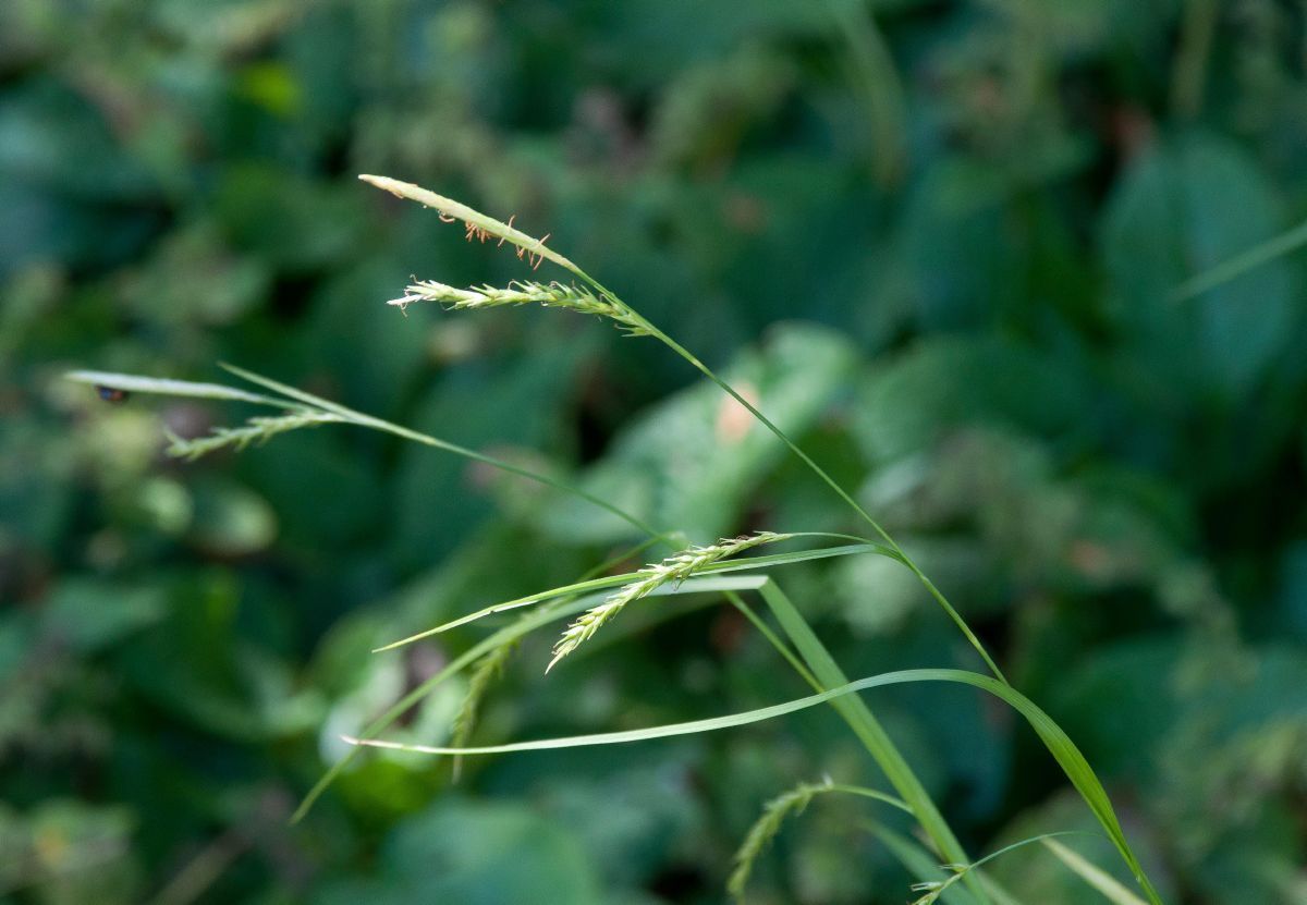 Waldsegge Waldsegge