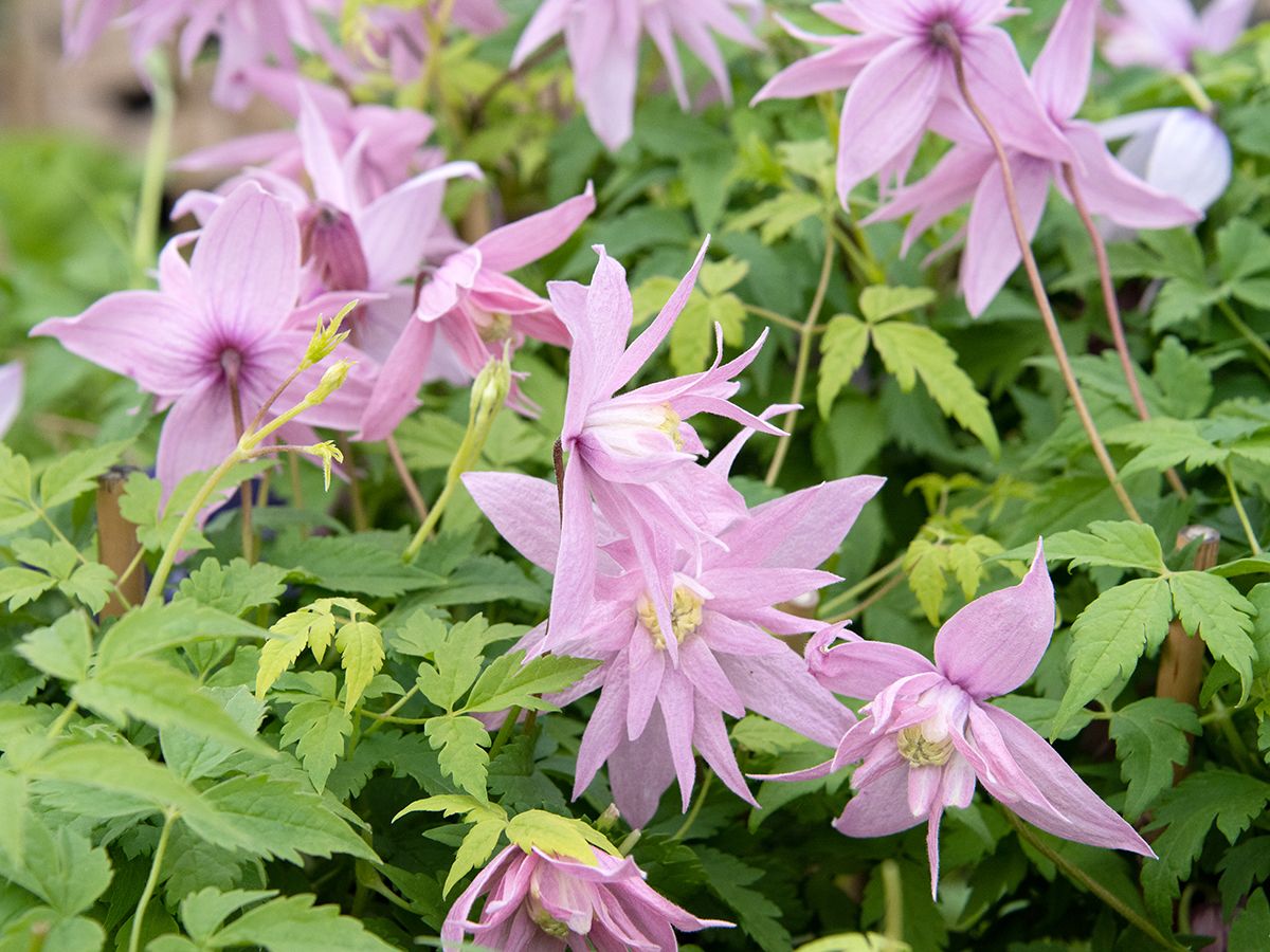 Waldrebe Markham's Pink