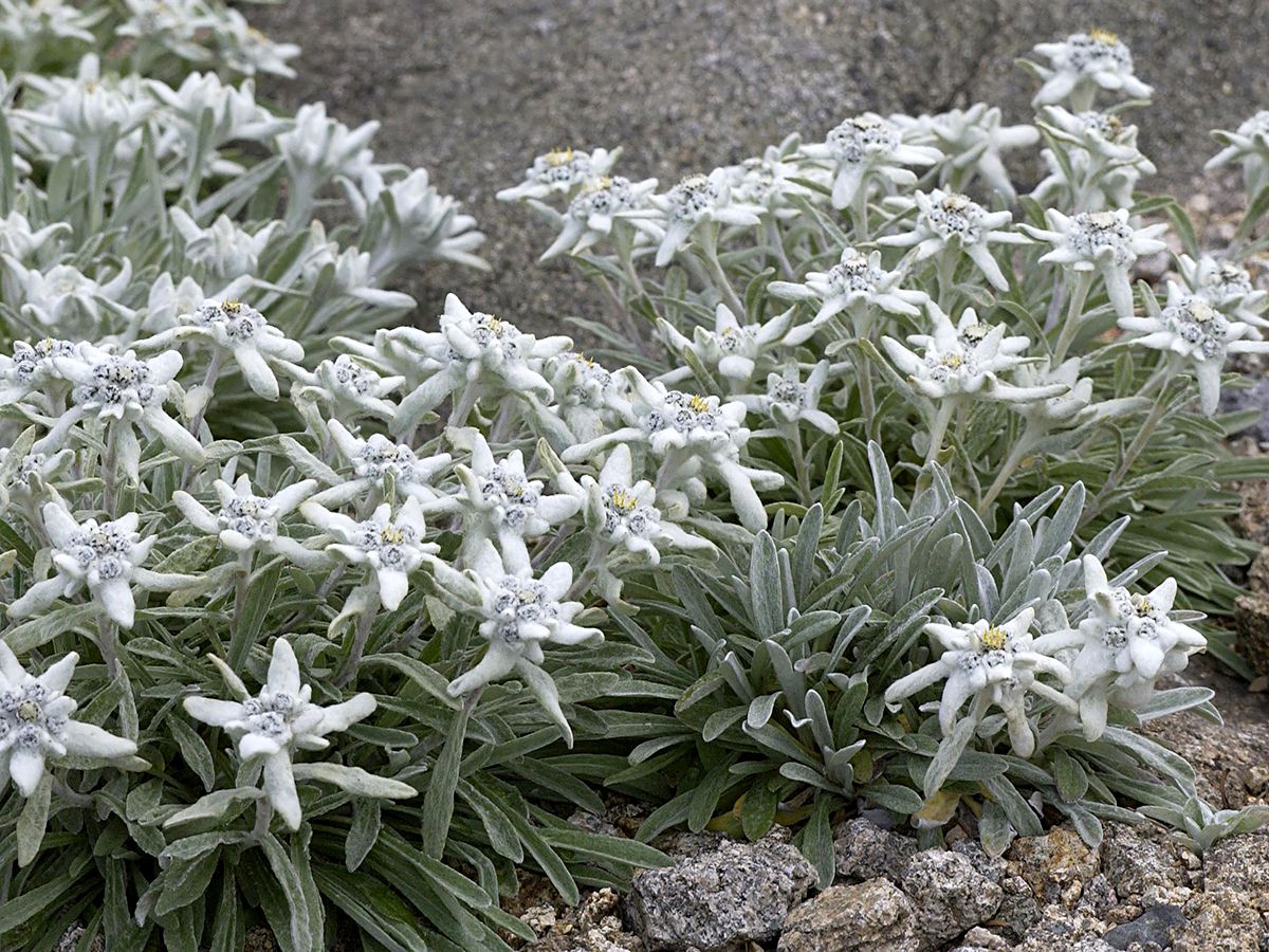 Edelweiss Everest