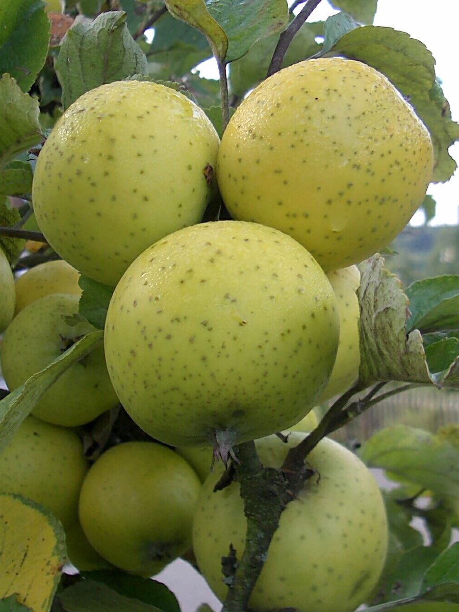 Ananas Reinette Apfel Ananas Reinette Apfel
