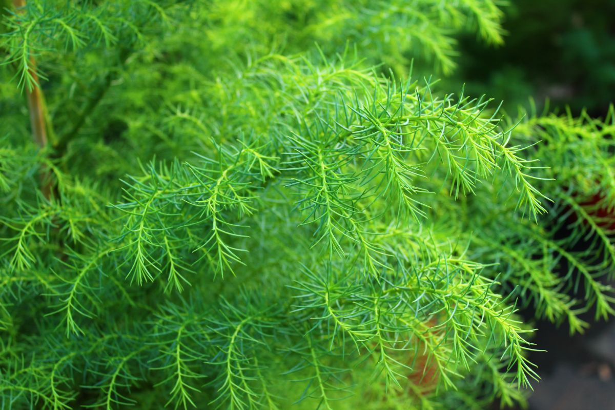 Sicheltanne Elegans Sicheltanne Elegans