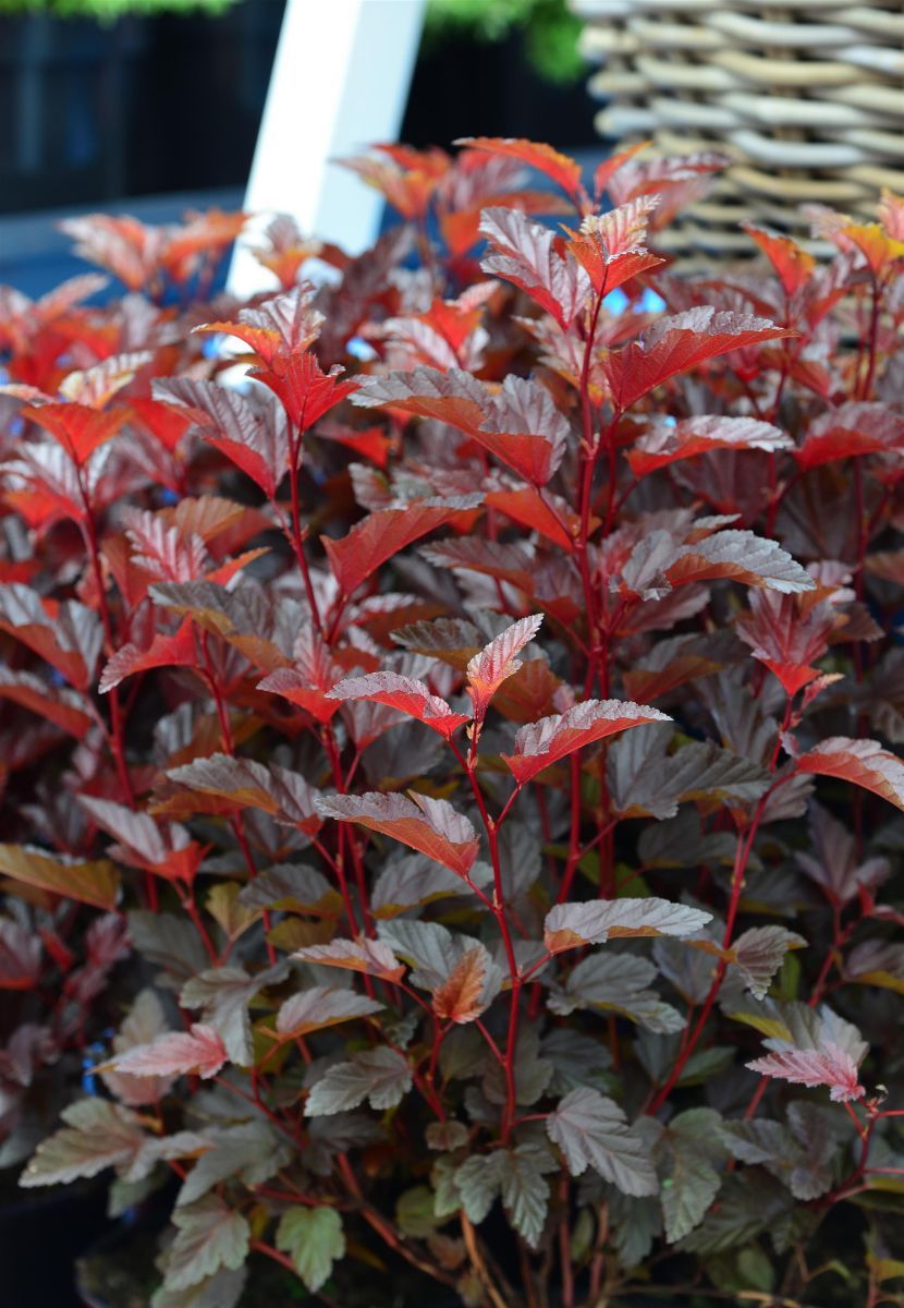 Zwergblasenspiere Little Angel® Zwergblasenspiere Little Angel®