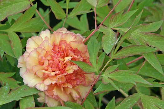 Baumpfingstrose Souvenir de Maxime Cornu Baumpfingstrose Souvenir de Maxime Cornu