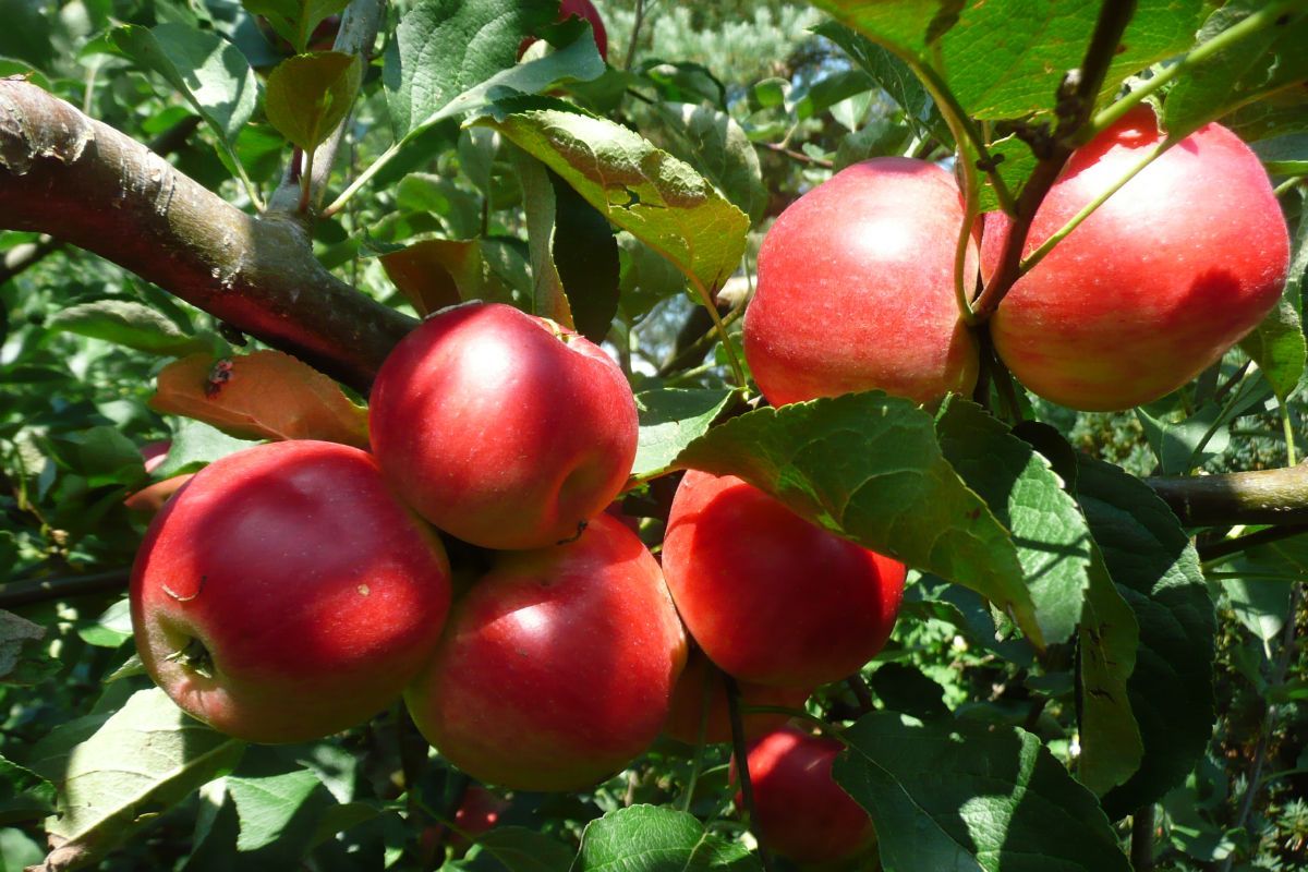 Primerouge Apfel (anspruchslos)