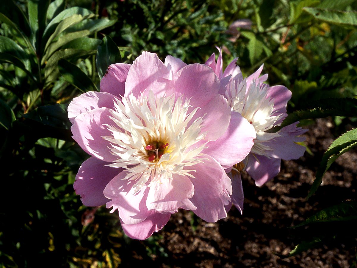 Pfingstrose Lady Alexandra Duff Pfingstrose Lady Alexandra Duff