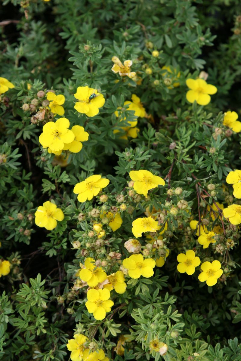 Fingerstrauch Sommerflor