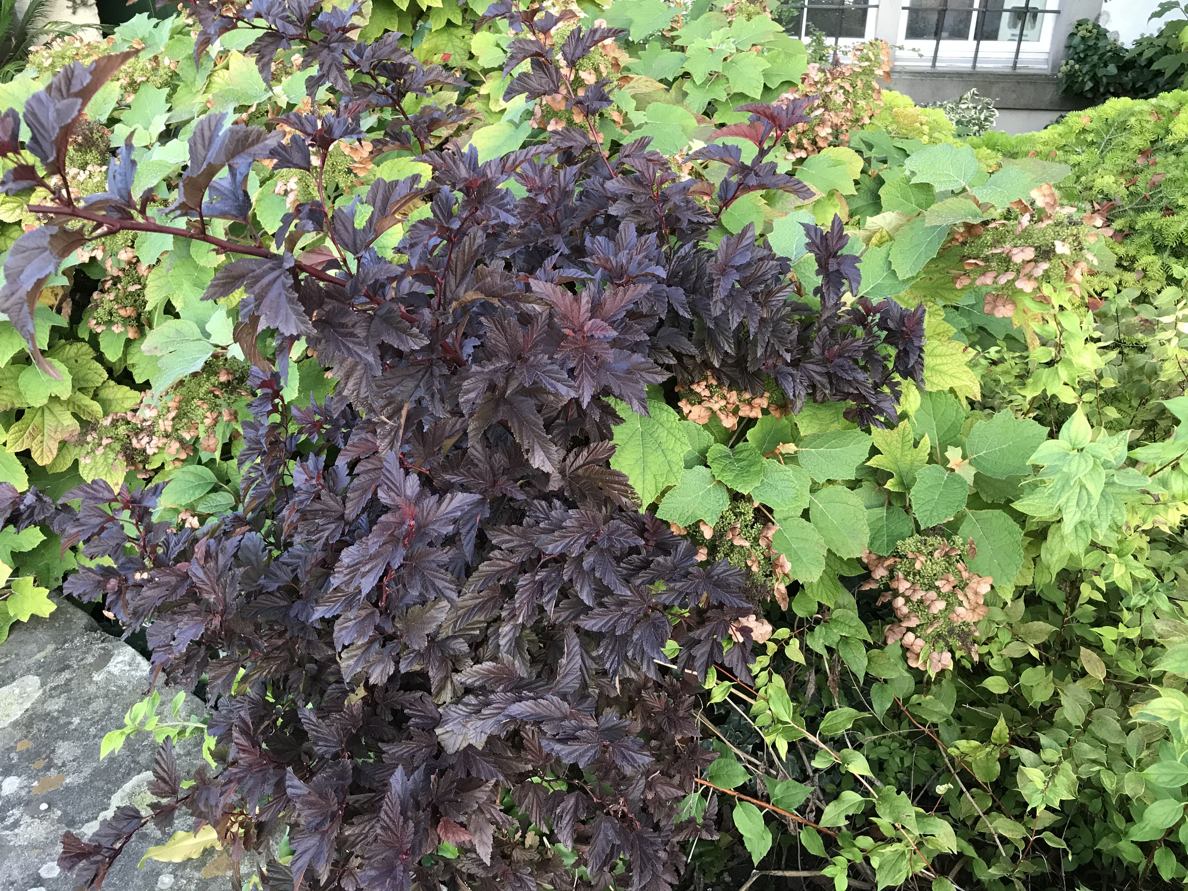 Zwergblasenspiere Little Angel® Zwergblasenspiere Little Angel®