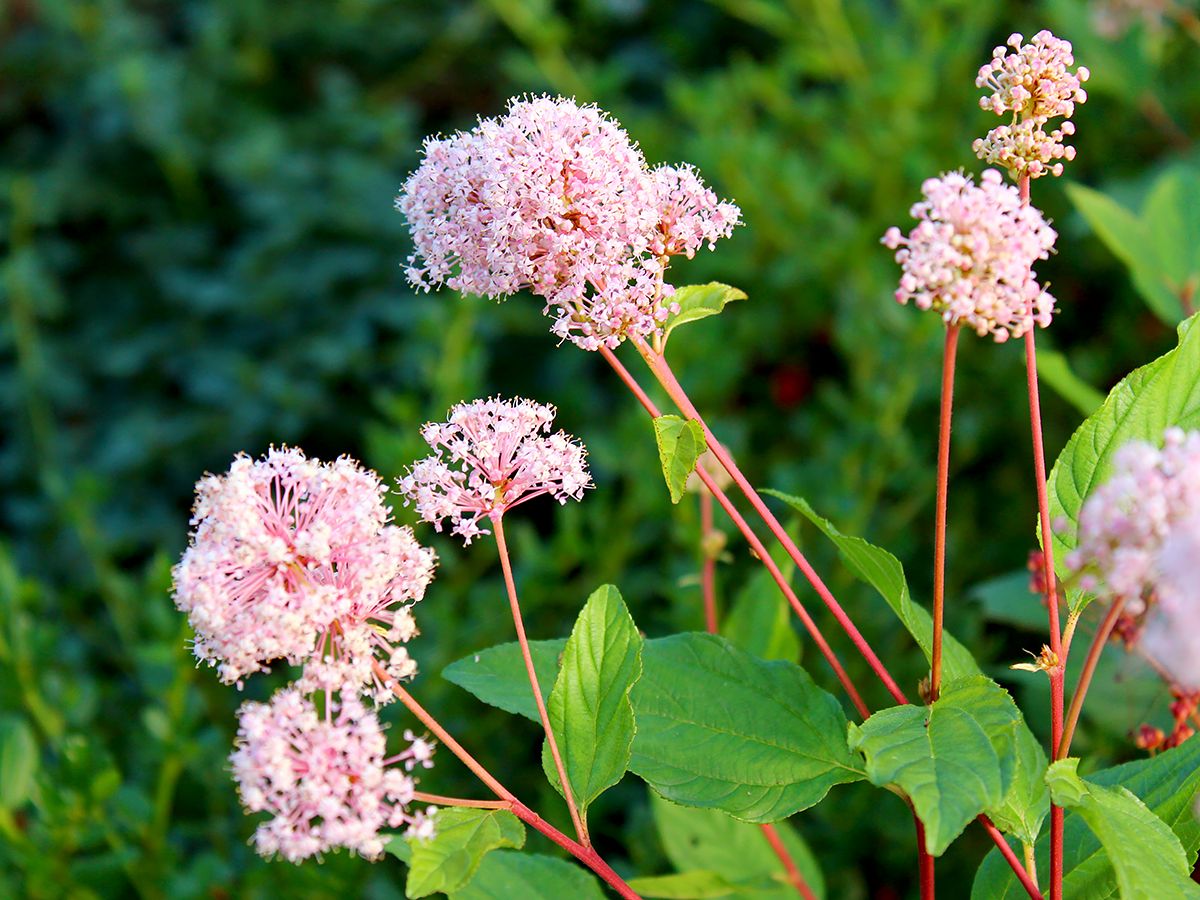 Säckelblume Marie Simon Säckelblume Marie Simon