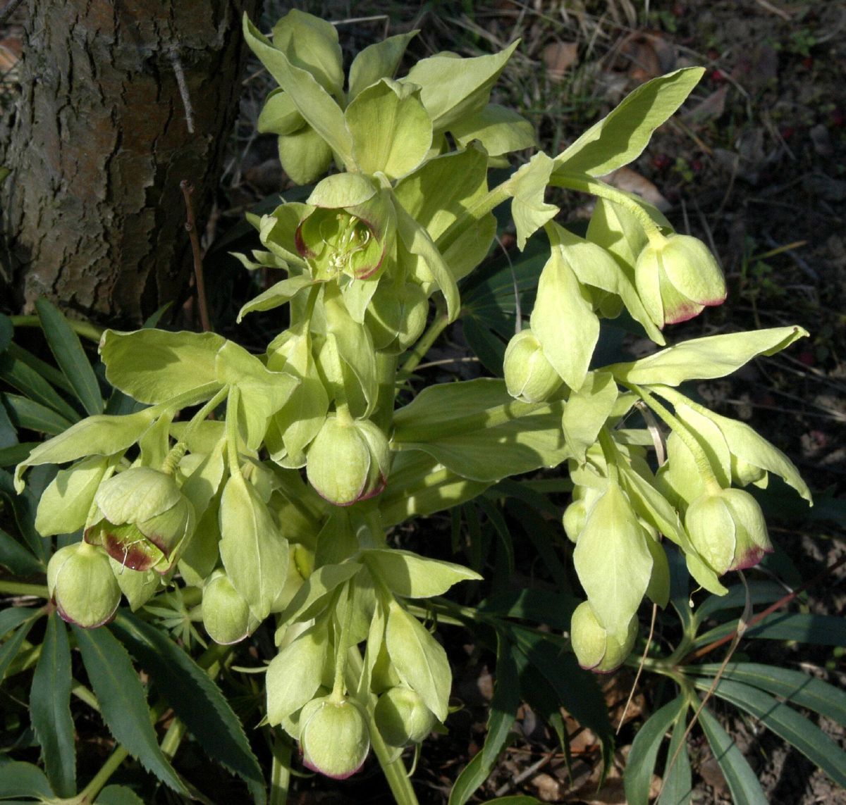 Palmblattnieswurz Palmblattnieswurz