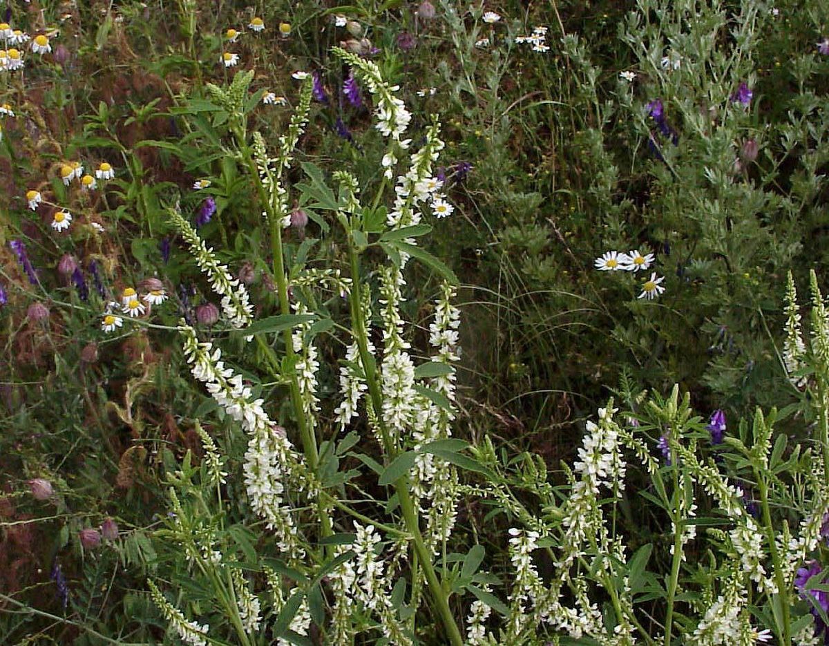 Weisser Honigklee Weisser Honigklee