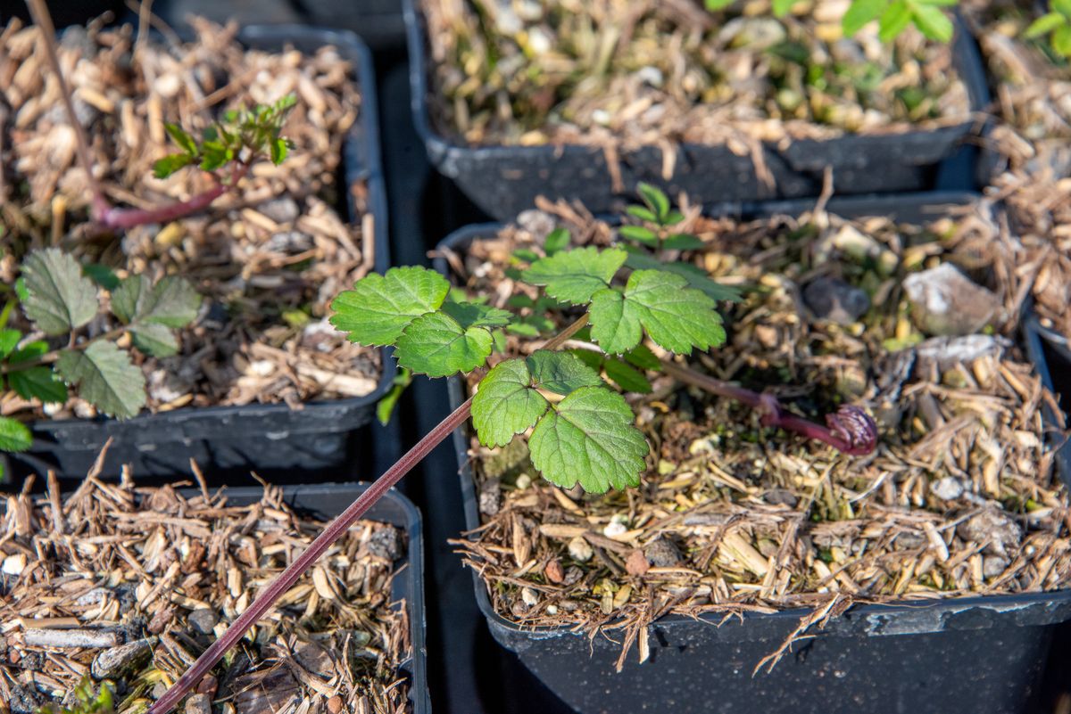 Purpurengelwurz Vicar's Mead