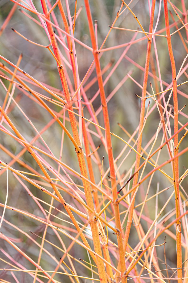 Bluthartriegel Winter Beauty