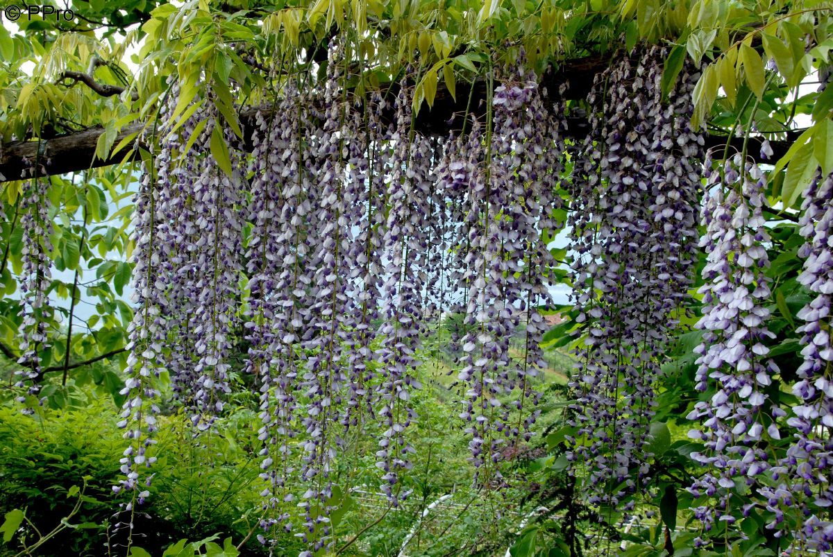 Japanischer Blauregen Multijuga Japanischer Blauregen Multijuga