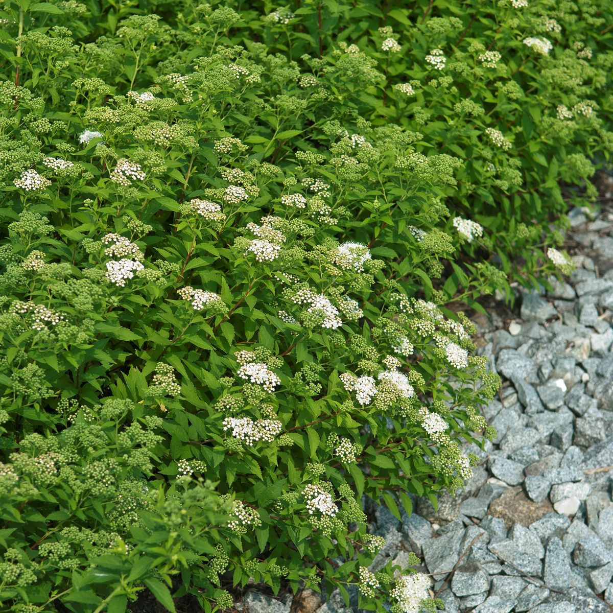 Weisse Sommerspiere Albiflora