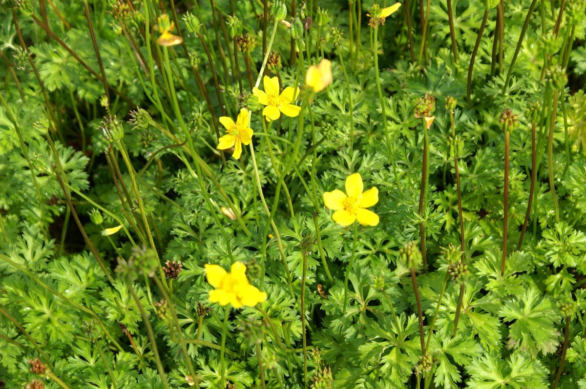 Trollblume