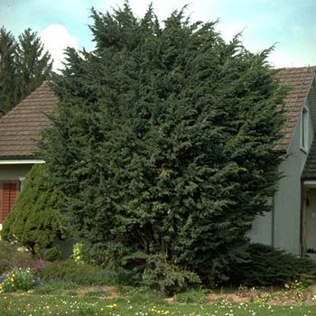 Blauzederwacholder Meyeri
