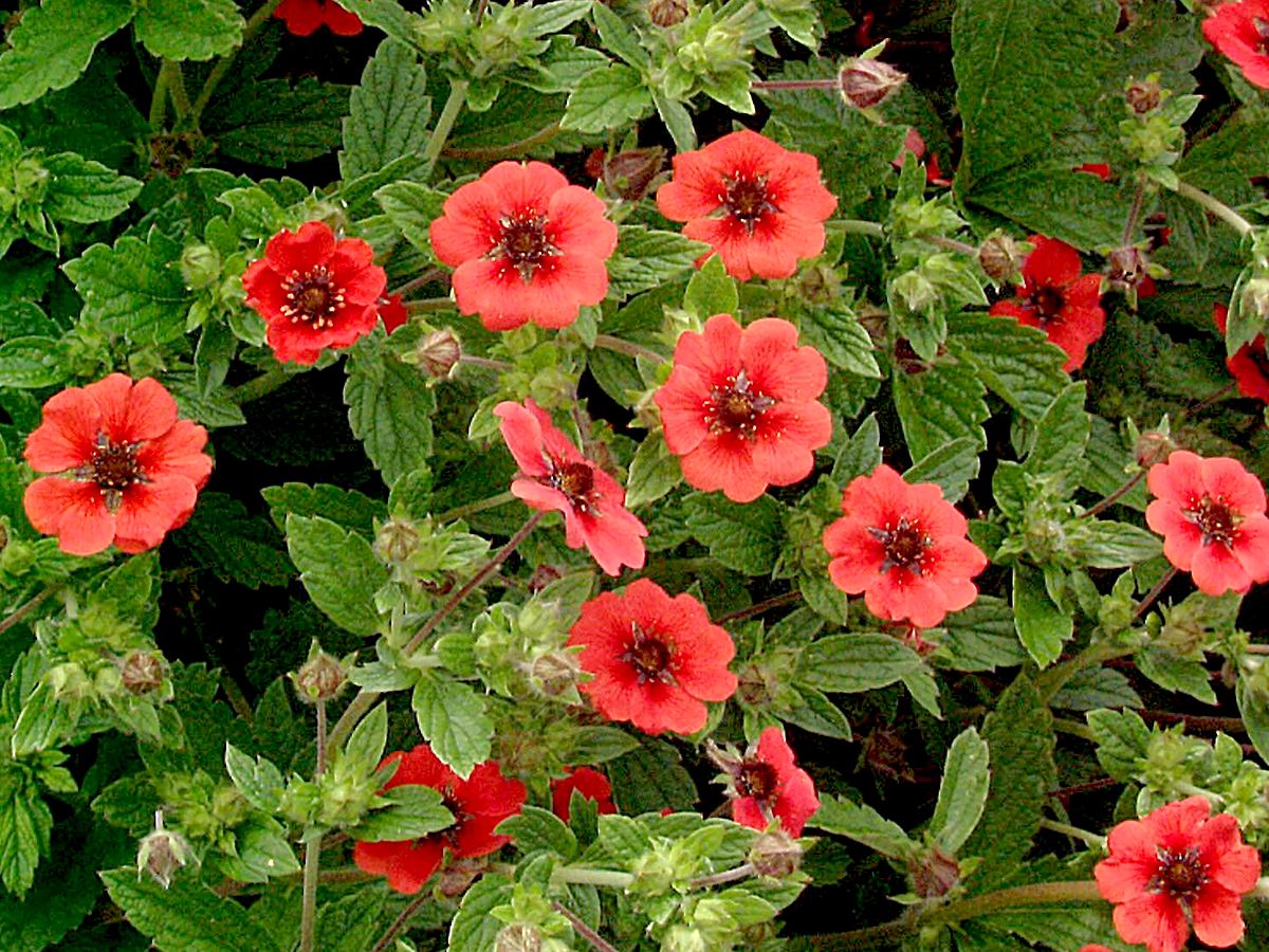 Fingerkraut Gibson's Scarlet