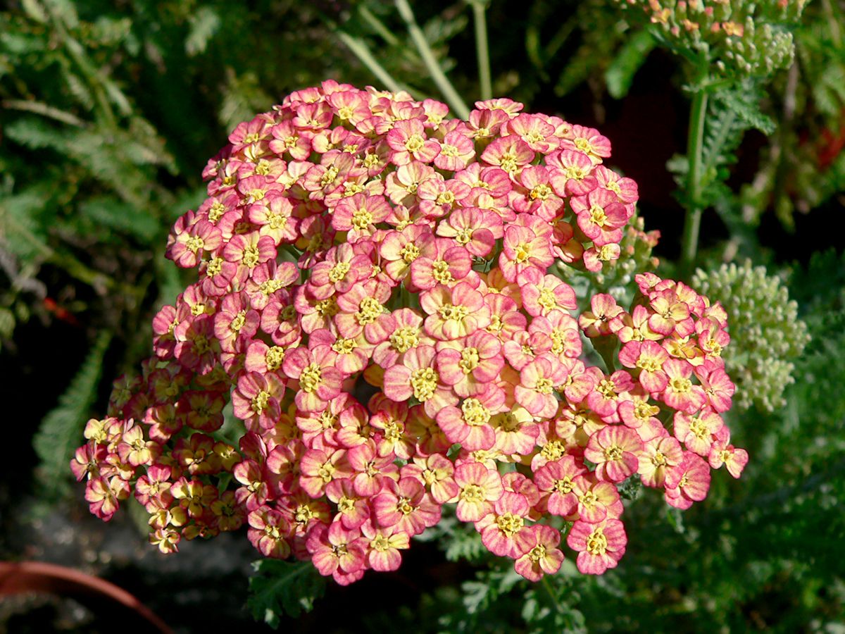 Schafgarbe Tricolor