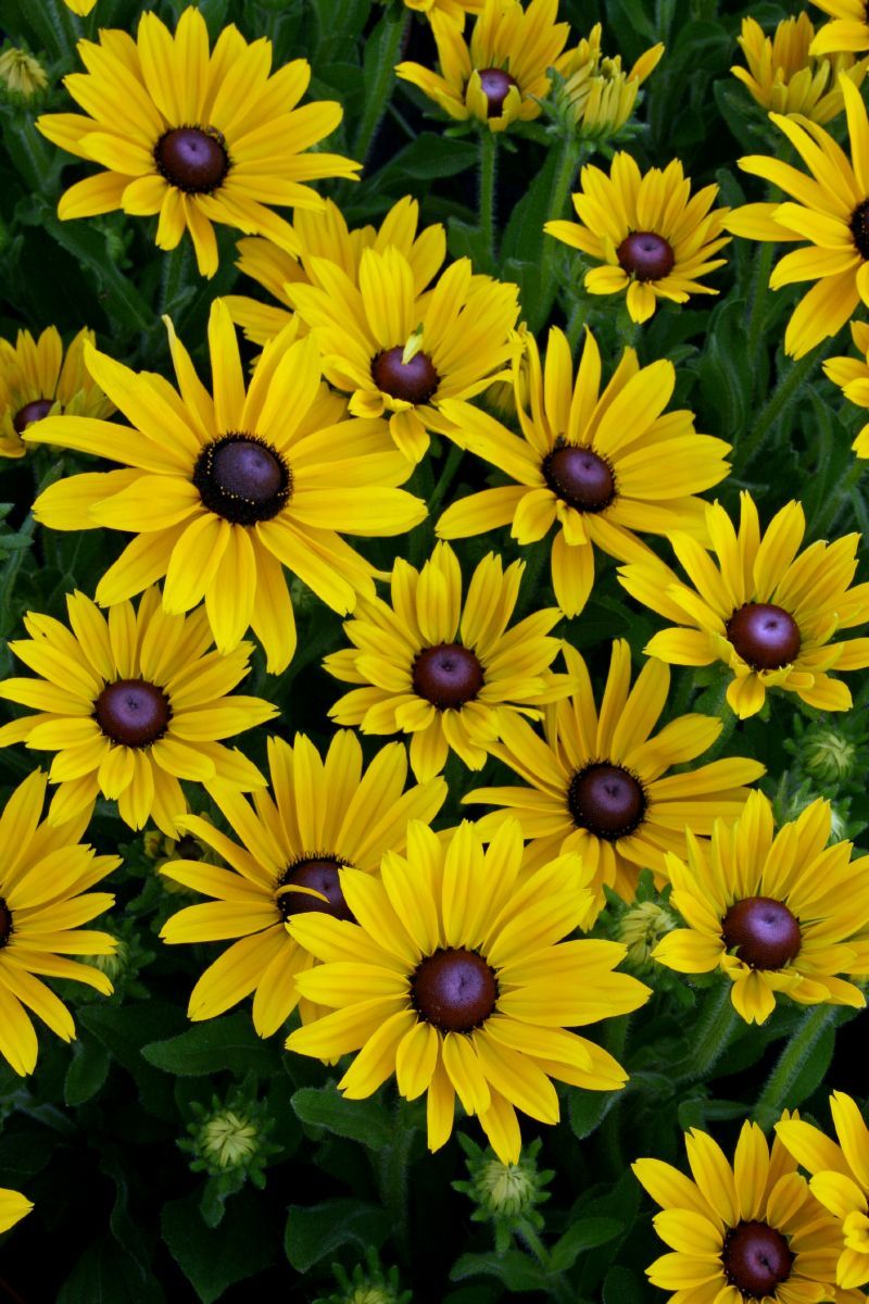 Rauher Sonnenhut Sunny Smiley Rauher Sonnenhut Sunny Smiley