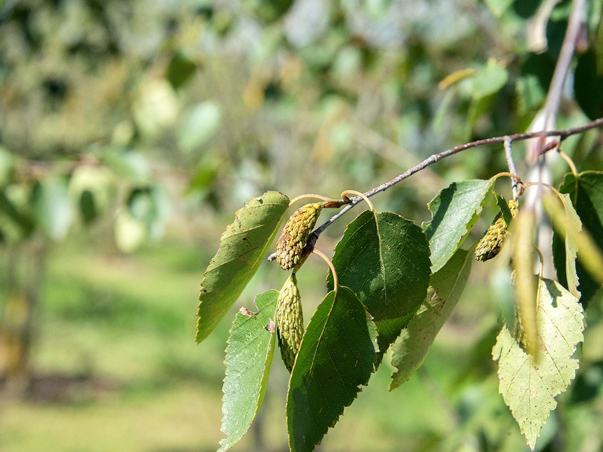 Himalayabirke Doorenbos