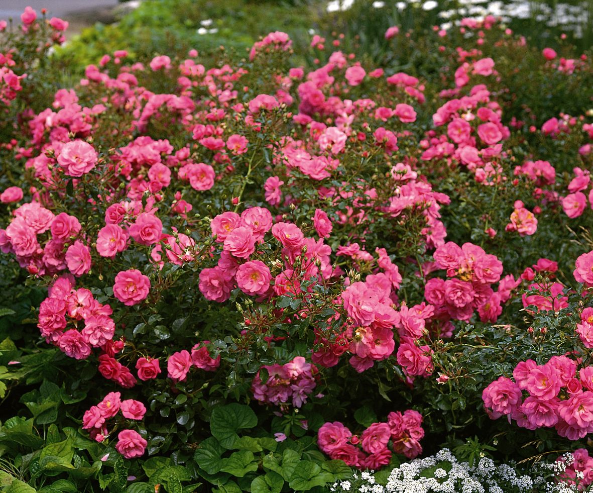 Mirato® ADR 1993 Boden- und flächendeckende Rose (anspruchslos) Mirato® ADR 1993 Boden- und flächendeckende Rose (anspruchslos)