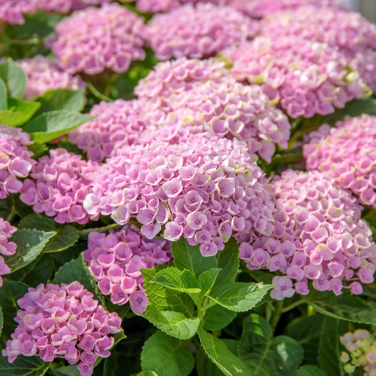 Gartenhortensie Magical Revolution®