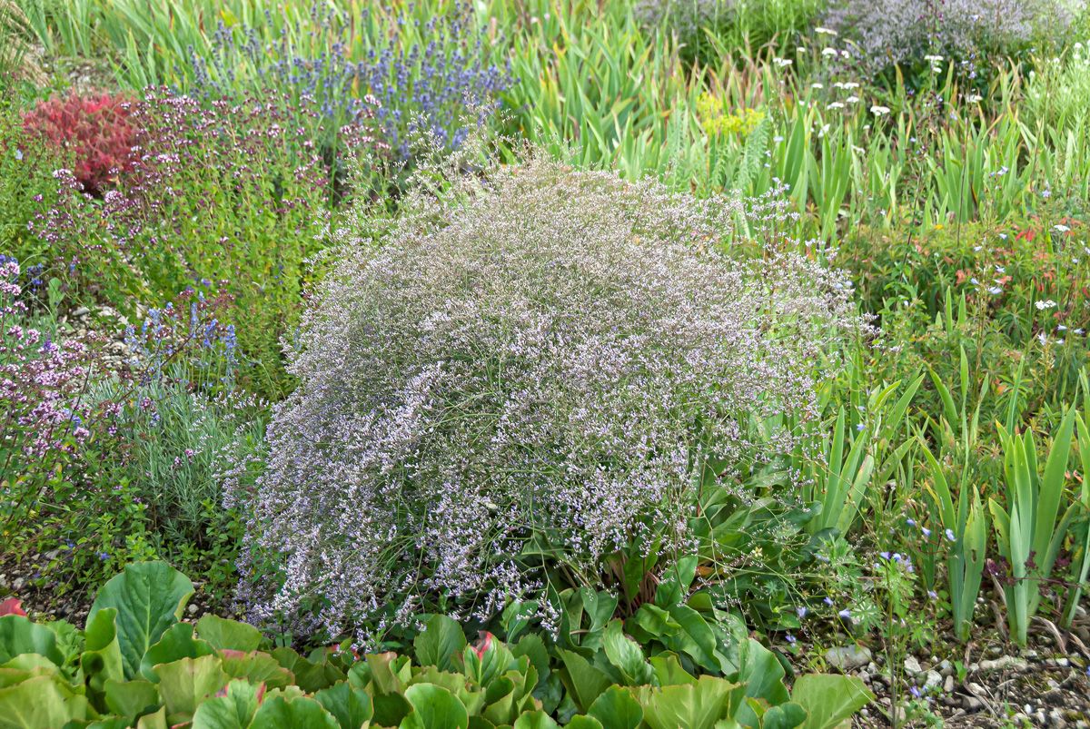 Statice, Strandflieder, Steppenschleier Statice, Strandflieder, Steppenschleier