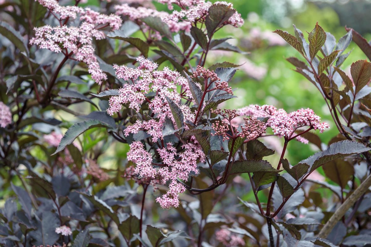 Rotblättriger Holunder Black Beauty Rotblättriger Holunder Black Beauty