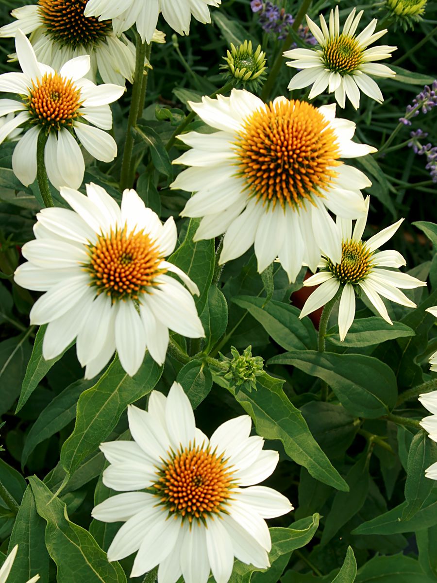 Sonnenhut PowWow White