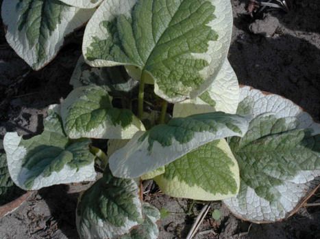 Kaukasusvergissmeinnicht Variegata Kaukasusvergissmeinnicht Variegata