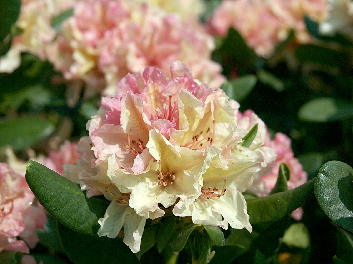 Rhododendron Brasilia