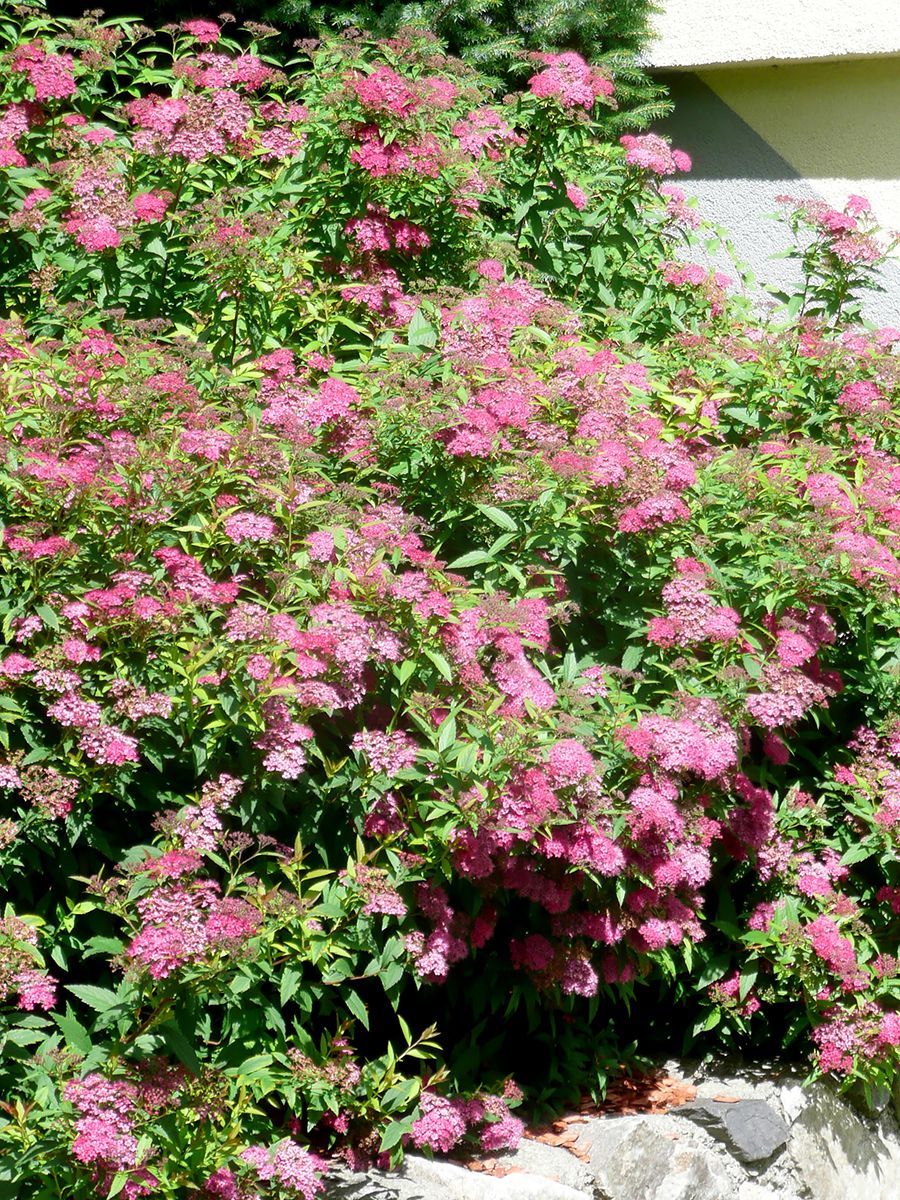 Rote Sommerspiere Anthony Waterer Rote Sommerspiere Anthony Waterer