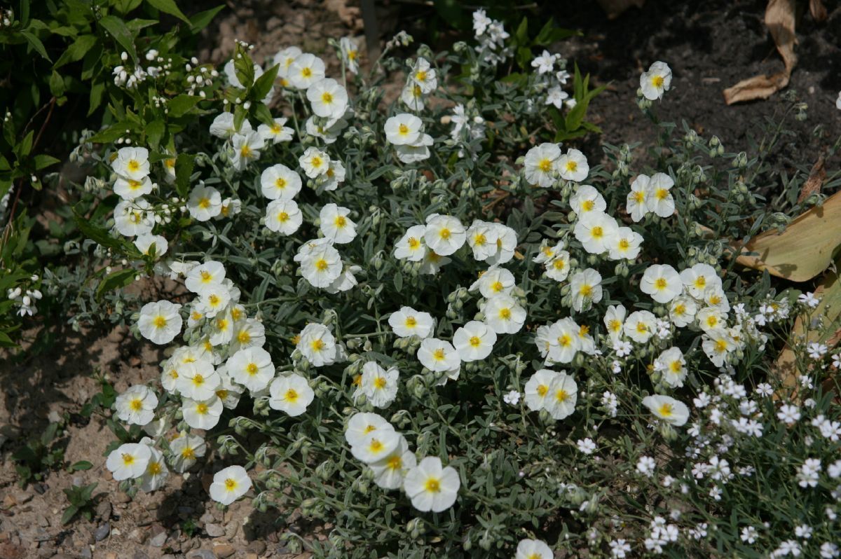 Sonnenröschen Wisley White
