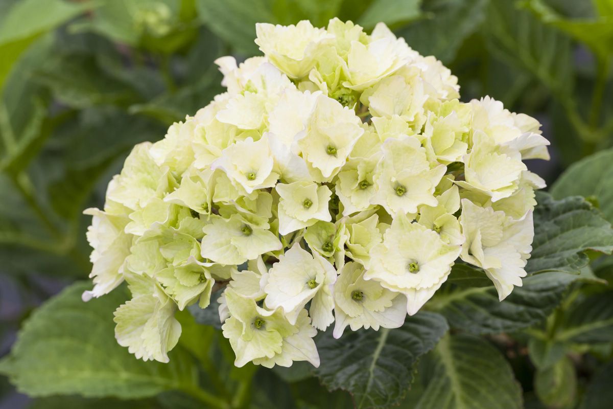 Gartenhortensie Magical Noblesse® Gartenhortensie Magical Noblesse®