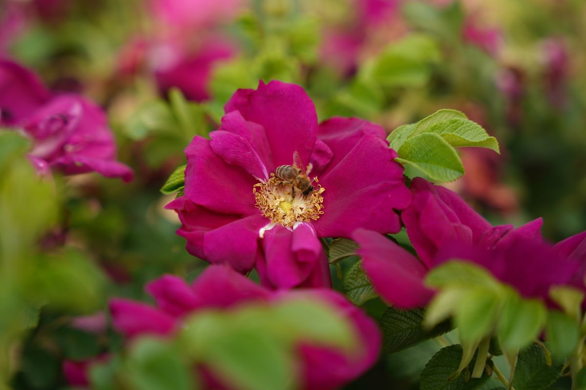 Purple Aurora® Strauch-/ Kartoffelrose